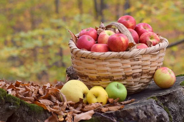 Pommes Bio Délicieuses Dans Panier Dans Jardin — Photo