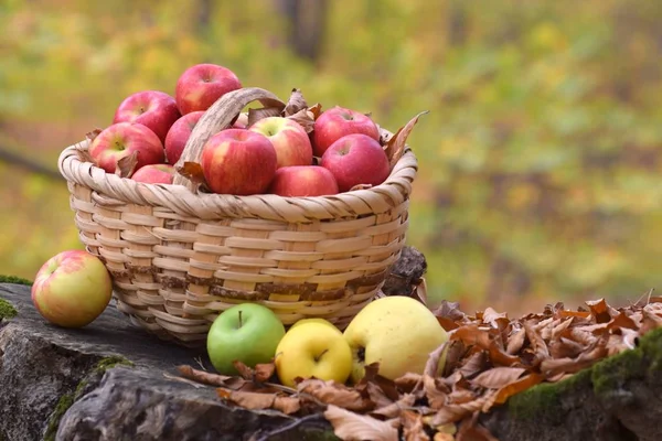 Pommes Bio Délicieuses Dans Panier Dans Jardin — Photo