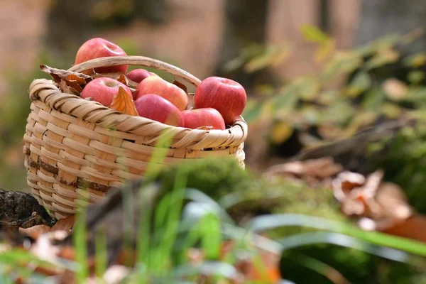 Pommes Bio Délicieuses Dans Panier Dans Jardin — Photo