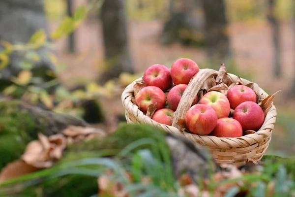 Organické Mňam Jablka Košíku Zahradě — Stock fotografie