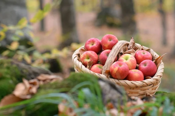 Pommes Bio Délicieuses Dans Panier Dans Jardin — Photo