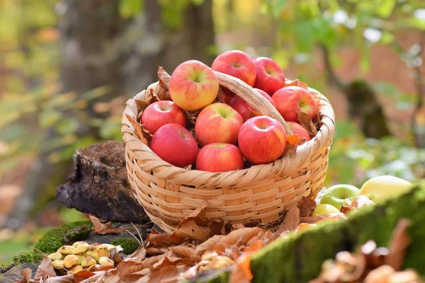 Organiczne Pyszne Jabłka Koszyku Ogrodzie — Zdjęcie stockowe