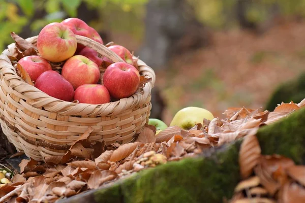 Органические Вкусные Яблоки Корзине Саду — стоковое фото