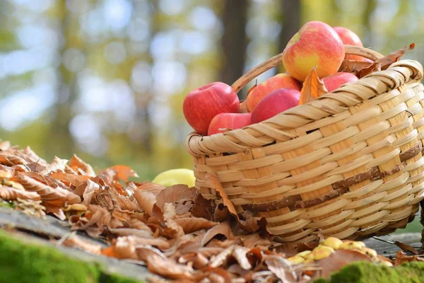 Manzanas Ecológicas Deliciosas Cesta Jardín — Foto de Stock