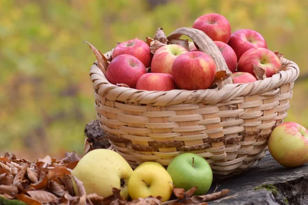 Organic Yummy Apples Basket Garden — Stock Photo, Image