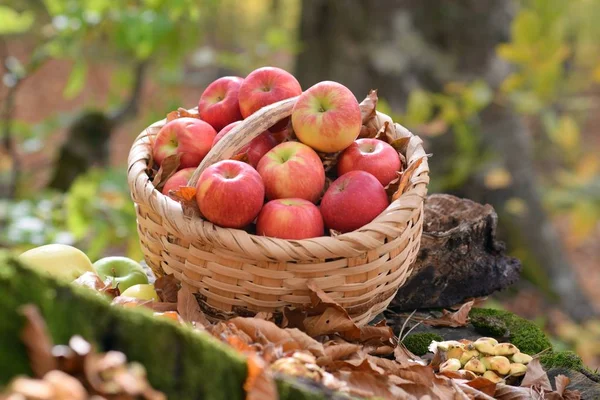 Pommes Bio Délicieuses Dans Panier Dans Jardin — Photo