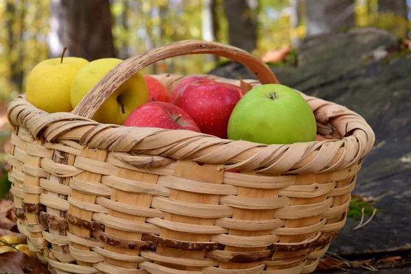 Manzanas Ecológicas Deliciosas Cesta Jardín — Foto de Stock