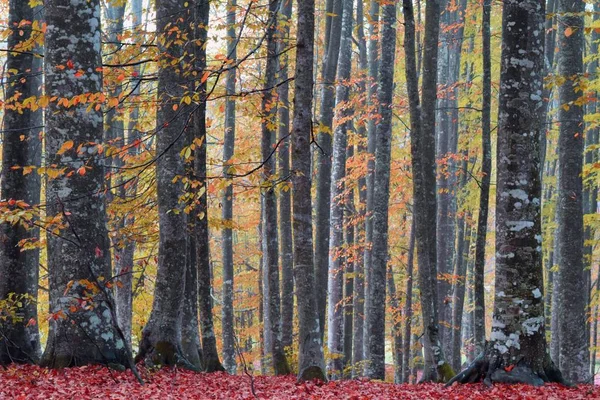 Routes Forestières Sinueuses Automne — Photo