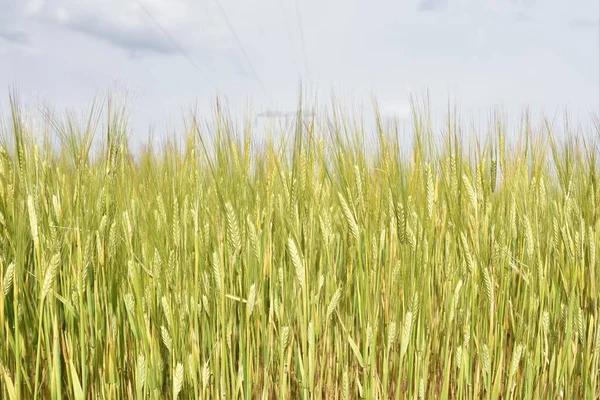 Olgunlaşmamış Buğday Arpa Kulakları — Stok fotoğraf