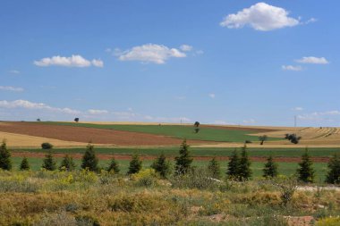 Bir tarlası ve mavi gökyüzü olan manzara