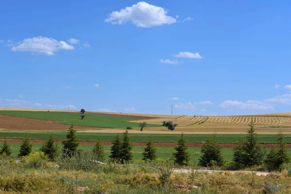 Bir tarlası ve mavi gökyüzü olan manzara