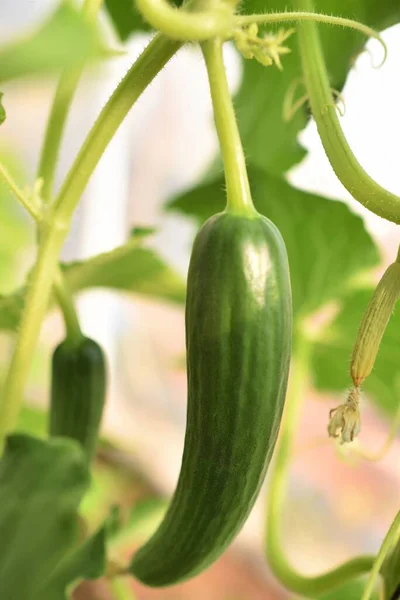 Fresh Organic Cucumbers Garden — Stock Photo, Image