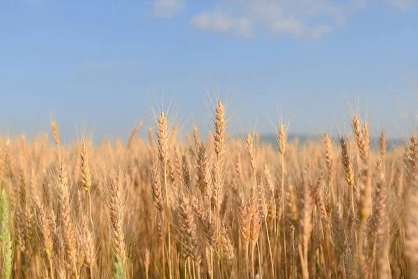 Altın Sarısı Buğday Kulakları Tarlada — Stok fotoğraf