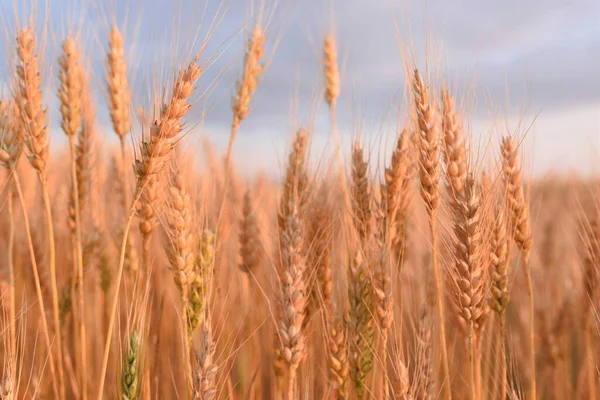 Spighe Giallo Oro Sfondo Nel Campo — Foto Stock