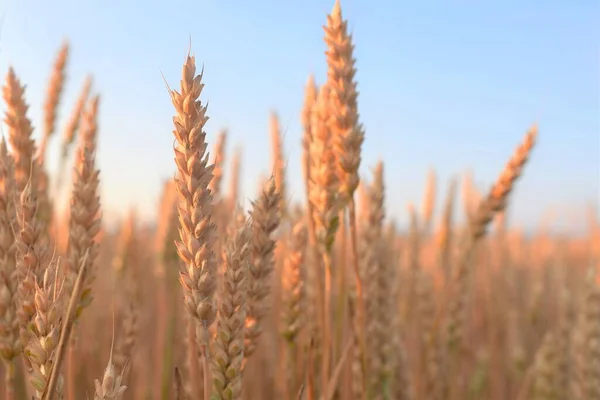 Spighe Giallo Oro Sfondo Nel Campo — Foto Stock