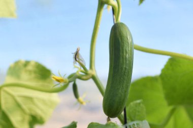 Bahçede büyüyen yeşil bezelyeler