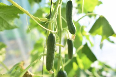 Bahçede büyüyen yeşil bezelyeler