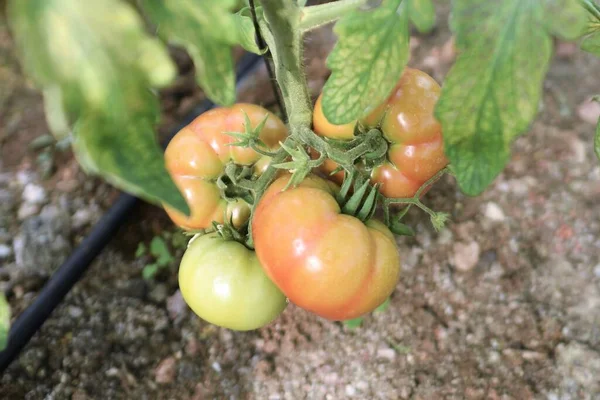 Bakgrund Helt Omogna Och Ekologiska Tomater Grenen Stockbild