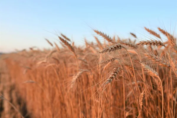 Campo Grano Dorato Estate — Foto Stock