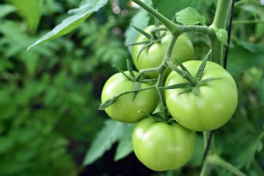 Bahçedeki organik domatesler