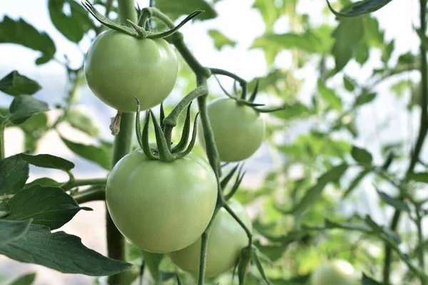 organic tomatoes in the garden