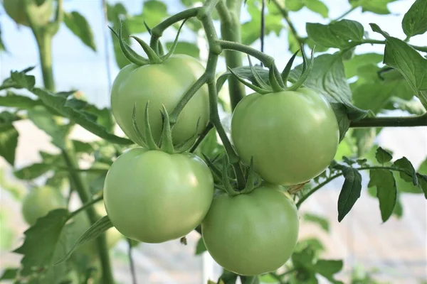 Bio Tomaten Garten — Stockfoto