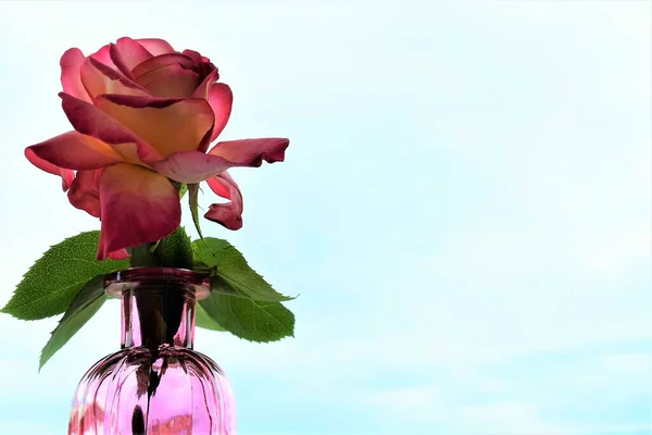 Rosa Rosa Blu Cielo Sfondo — Foto Stock