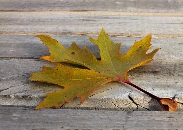 Bunte Herbstblätter Mit Wassertropfen — Stockfoto