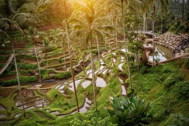 Bali 'de Ünlü Pirinç Terasları