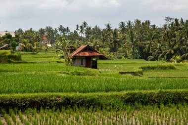 Endonezya, Bali 'deki güzel pirinç tarlaları