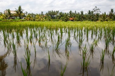 Güzel pirinç tarlasına yakın çekim
