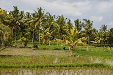 Endonezya, Bali 'deki güzel pirinç tarlaları