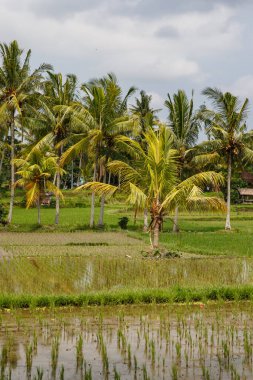 Endonezya, Bali 'deki güzel pirinç tarlaları