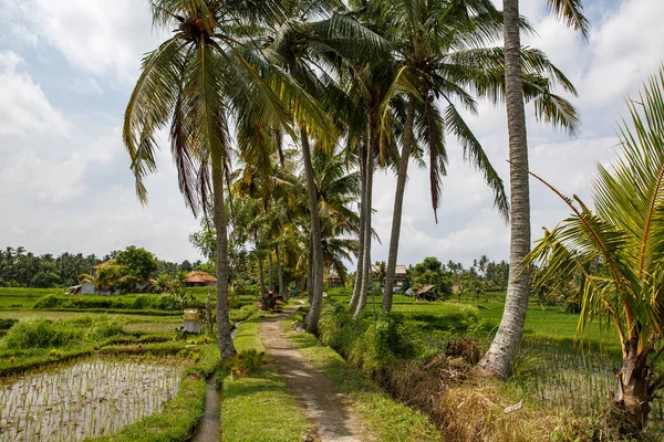 Path Antara Pohon Palem Dan Sawah — Stok Foto