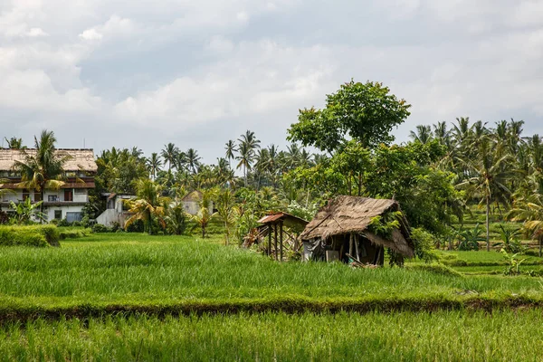 Pertanian Asia Rumah Dengan Sawah Dan Hutan Palem Latar Belakang — Stok Foto