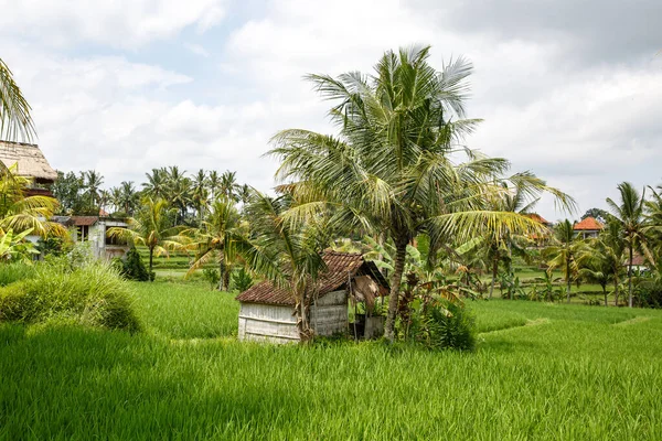 Asian Farm House Rice Fields Palm Jungle Background — Stock Photo, Image