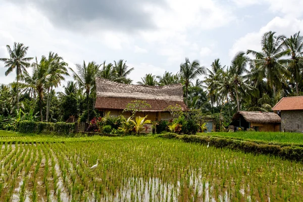 Konsep Desa Bali Indah Hutan Dan Sawah Dari Asia — Stok Foto