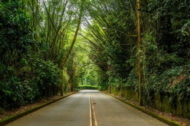 Bambu ağaçları yolu kapatıyor.