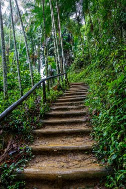 Vahşi doğada yol, ormanda merdiven
