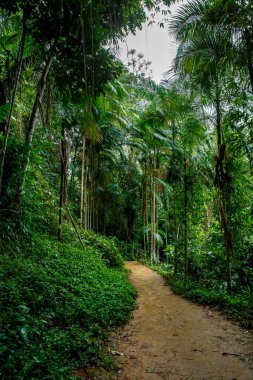 Ormandaki Kumlu Yol.