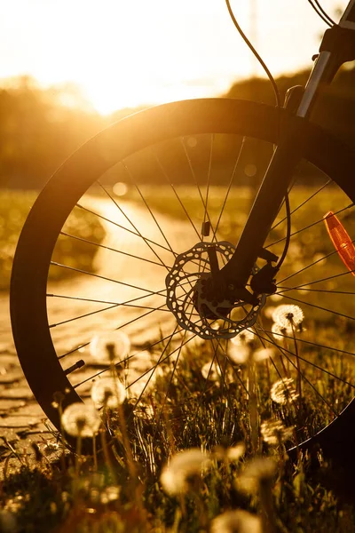 Koło rowerowe na polu o zachodzie słońca. Zbliżenie hydraulicznej tarczy hamulcowej — Zdjęcie stockowe