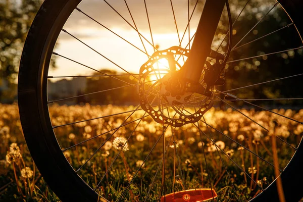 Koło rowerowe na polu o zachodzie słońca. Zbliżenie hydraulicznej tarczy hamulcowej — Zdjęcie stockowe