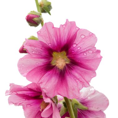 Pembe çiçek izole edilmiş. Beyaz arka plan. Bir tebrik kartı için boşluk, poster..