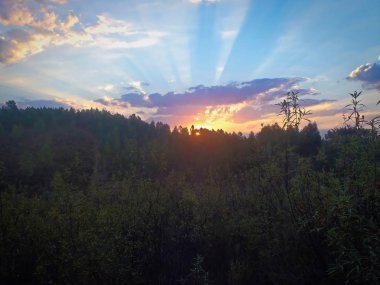 Güzel yapraklara gündoğumu sırasında parlak mavi gökyüzünde parlayan