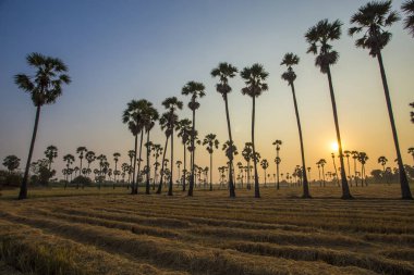 Sunrise yatay, şeker palmiye ağaçları ve ve Tayland pirinç alan gündoğumu ve sabah erken 