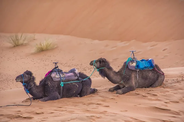 Cammelli Carovana Con Turisti Che Recano Nel Deserto Del Sahara — Foto Stock