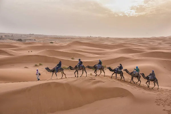 Kervan deve turistlerin Sahra Çölü Merzouga, Fas - küçük kasaba Erg African - kum tepeleri kasabanın kuzeyindeki büyük genişlik için bir ağ geçidi olarak bilinen yakınındaki girmeden. Günlük yolculuk macera.