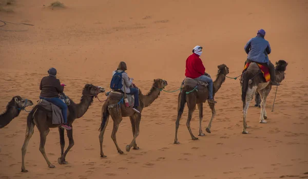 Caravan Camels Tourists Going Sahara Desert Merzouga Morocco — Stock Photo, Image