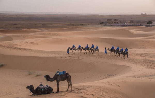 Караванные верблюды с туристами отправляются в пустыню Сахара, недалеко от Мерзуги, Марокко - маленького городка, известного как ворота в Эрг Чебби - огромный простор песчаных дюн к северу от города. Путешествие на день
.