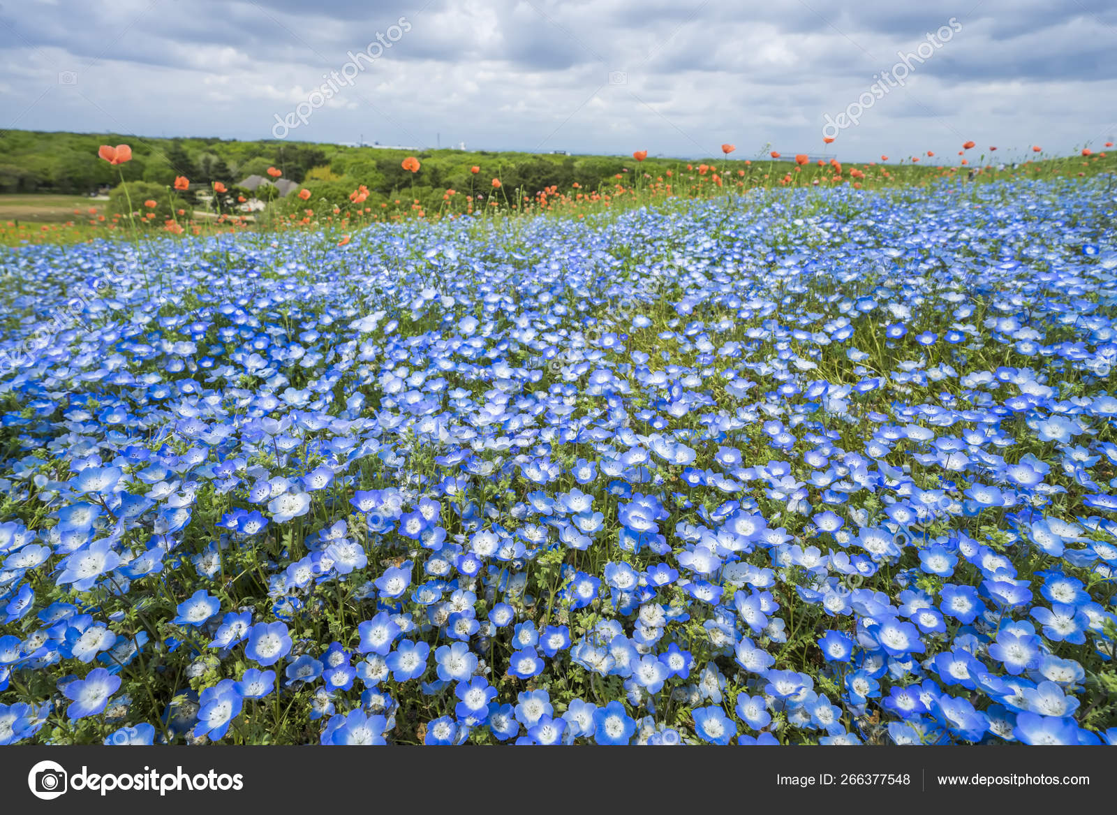 树和尼莫菲拉婴儿蓝眼睛花蓝花地毯日本自然景点日立海滨公园茨城县 图库照片 C Annvee14 Yahoo Com